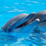 delfines cancun