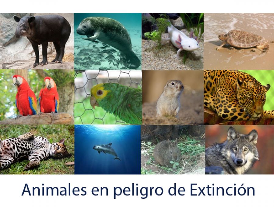 Animales en peligro en México: ¿Cuáles son y qué podemos hacer para protegerlos?